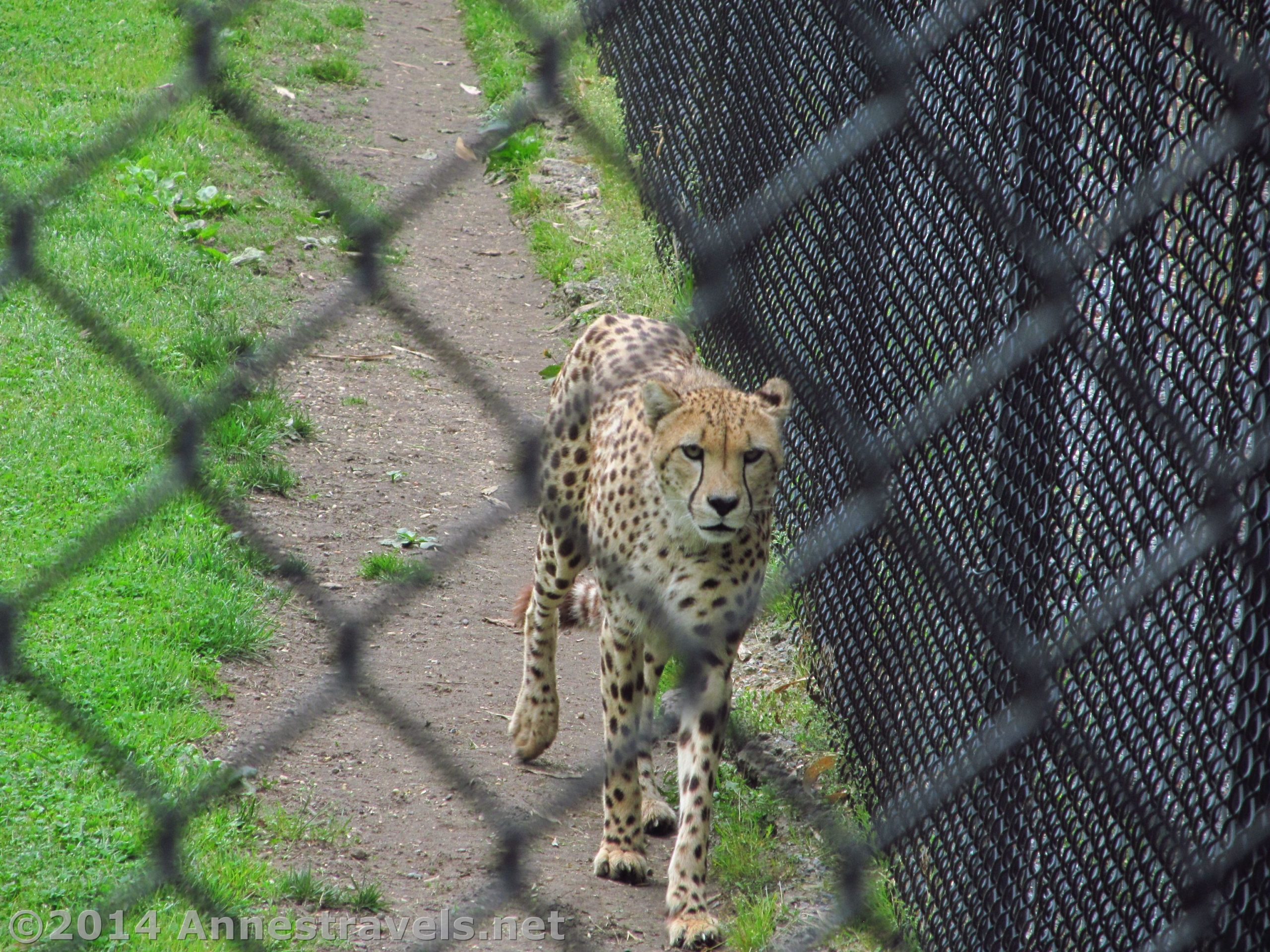 Cape May Zoo: Free – and a Good One, Too!