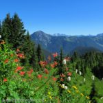 Wildflowers on Canyon Ridge, overlooking Canada, Canyon Ridge Trail, Mt. Baker National Forest, Washington