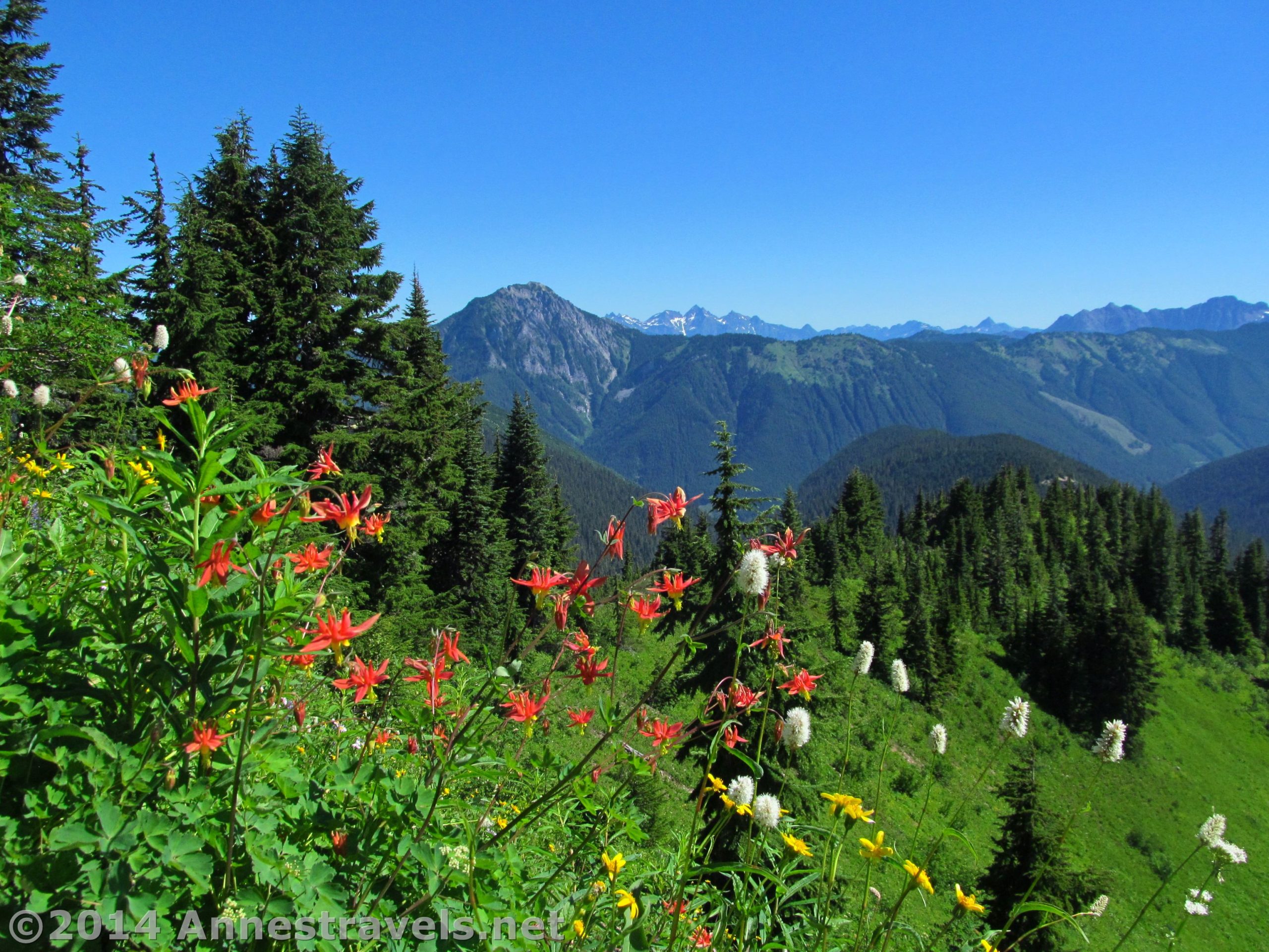 Wildflowers on Canyon Ridge, overlooking Canada, Canyon Ridge Trail, Mt. Baker National Forest, Washington