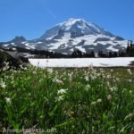 Avalanche lilies grow in perfusion in Spray Park below Mt. Rainier, Mt. Rainier National Park, Washington.