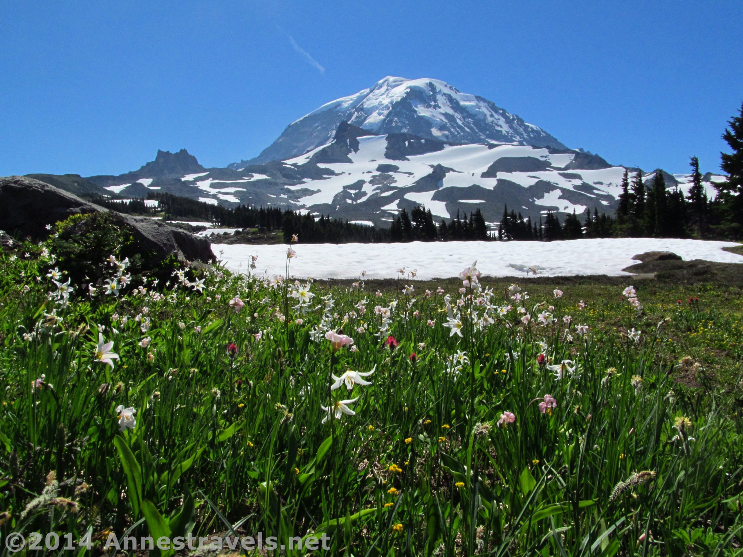 Avalanche lilies grow in perfusion in Spray Park below Mt. Rainier, Mt. Rainier National Park, Washington.