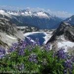 Lupins on the "trail" up Hidden Lake Peak South to Hidden Lake Lookout, Mt. Baker-Snoqualmie National Forest and North Cascades National Park, Washington