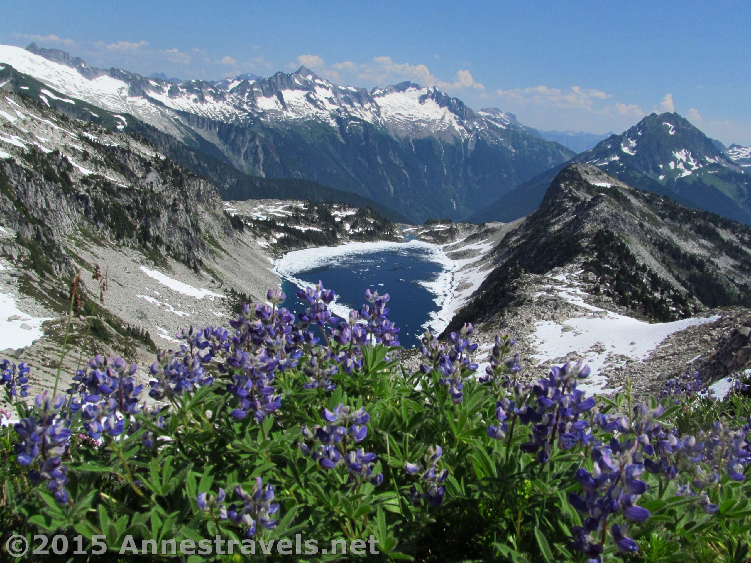 Lupins on the "trail" up Hidden Lake Peak South to Hidden Lake Lookout, Mt. Baker-Snoqualmie National Forest and North Cascades National Park, Washington