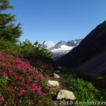 Wildflowers grow near Cascade Pass, North Cascades National Park, Washington