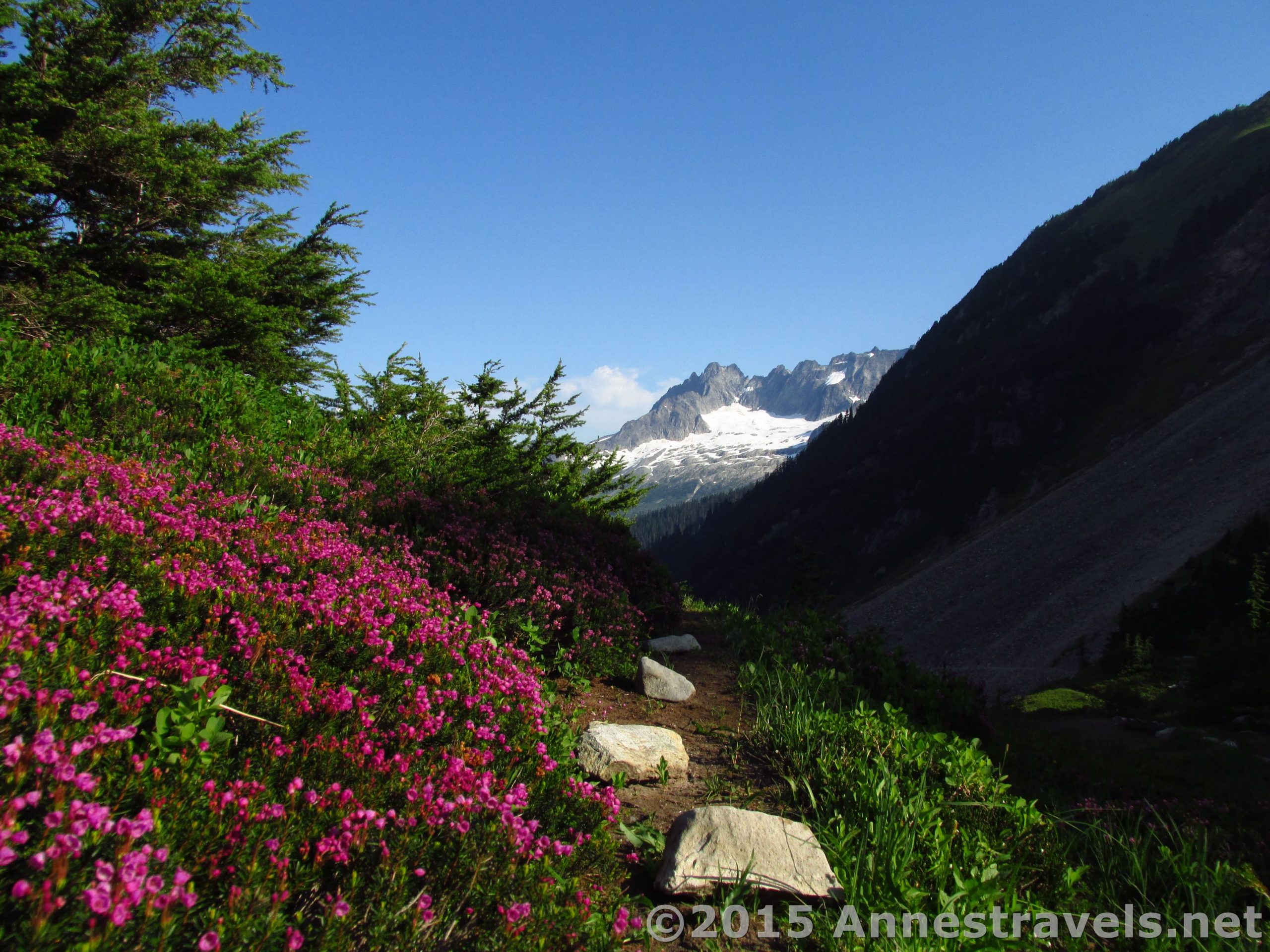 Wildflowers grow near Cascade Pass, North Cascades National Park, Washington