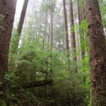 The Rain Forest leading down to the Pacific Coastline at Third Beach, Olympic National Park, Washington