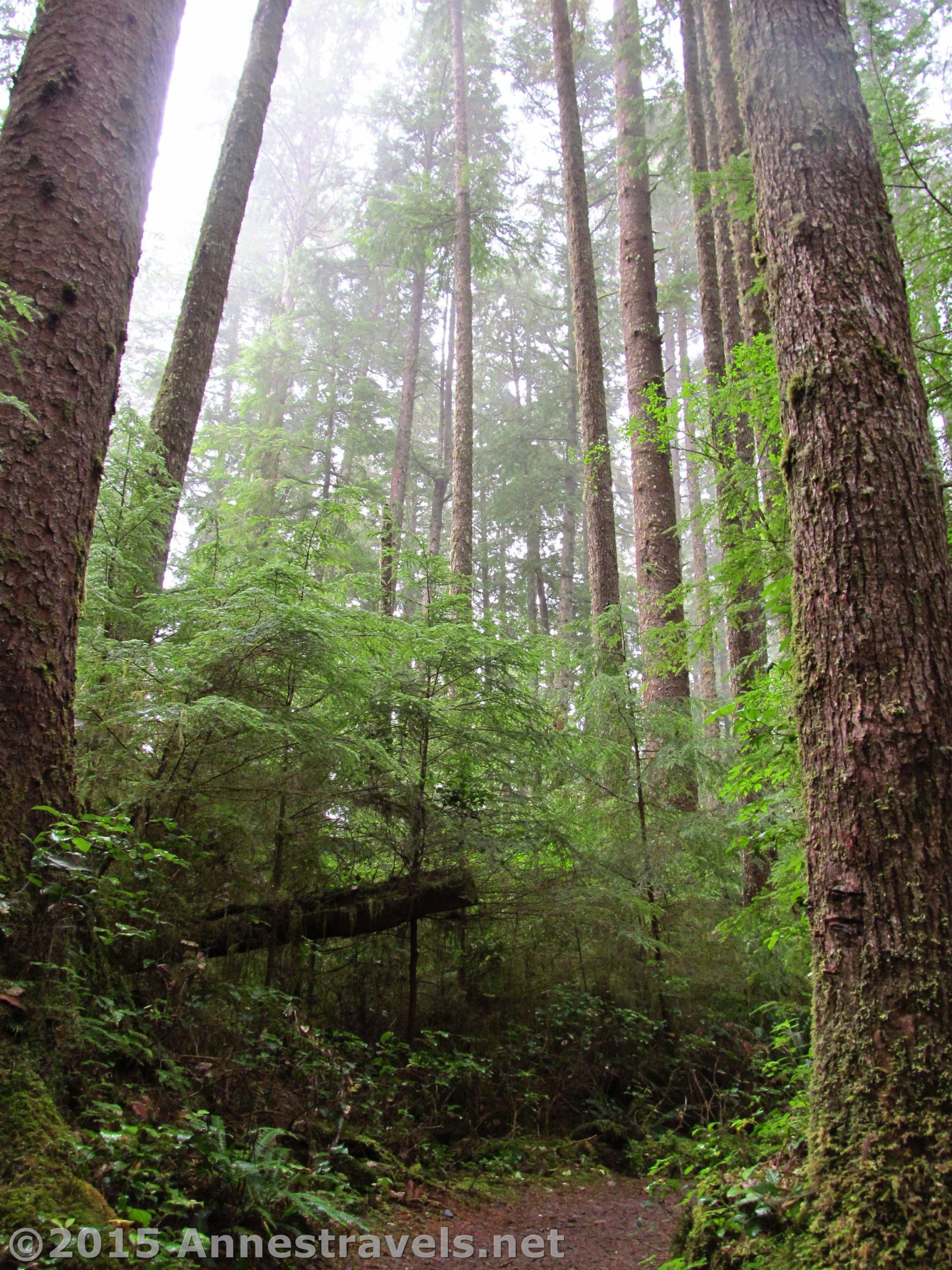 The Rain Forest leading down to the Pacific Coastline at Third Beach, Olympic National Park, Washington