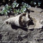 A fossil in Upper Darby Canyon, Jedidiah Smith Wilderness Area, Wyoming