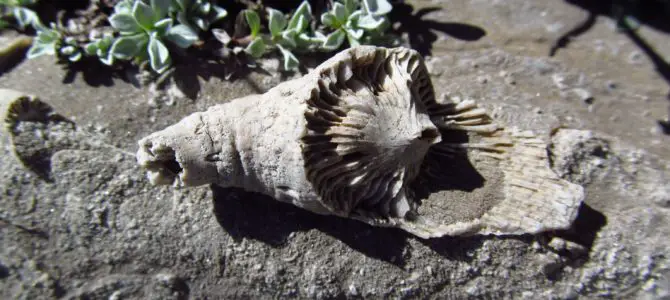 Waterfalls and Fossils: Upper Darby Canyon