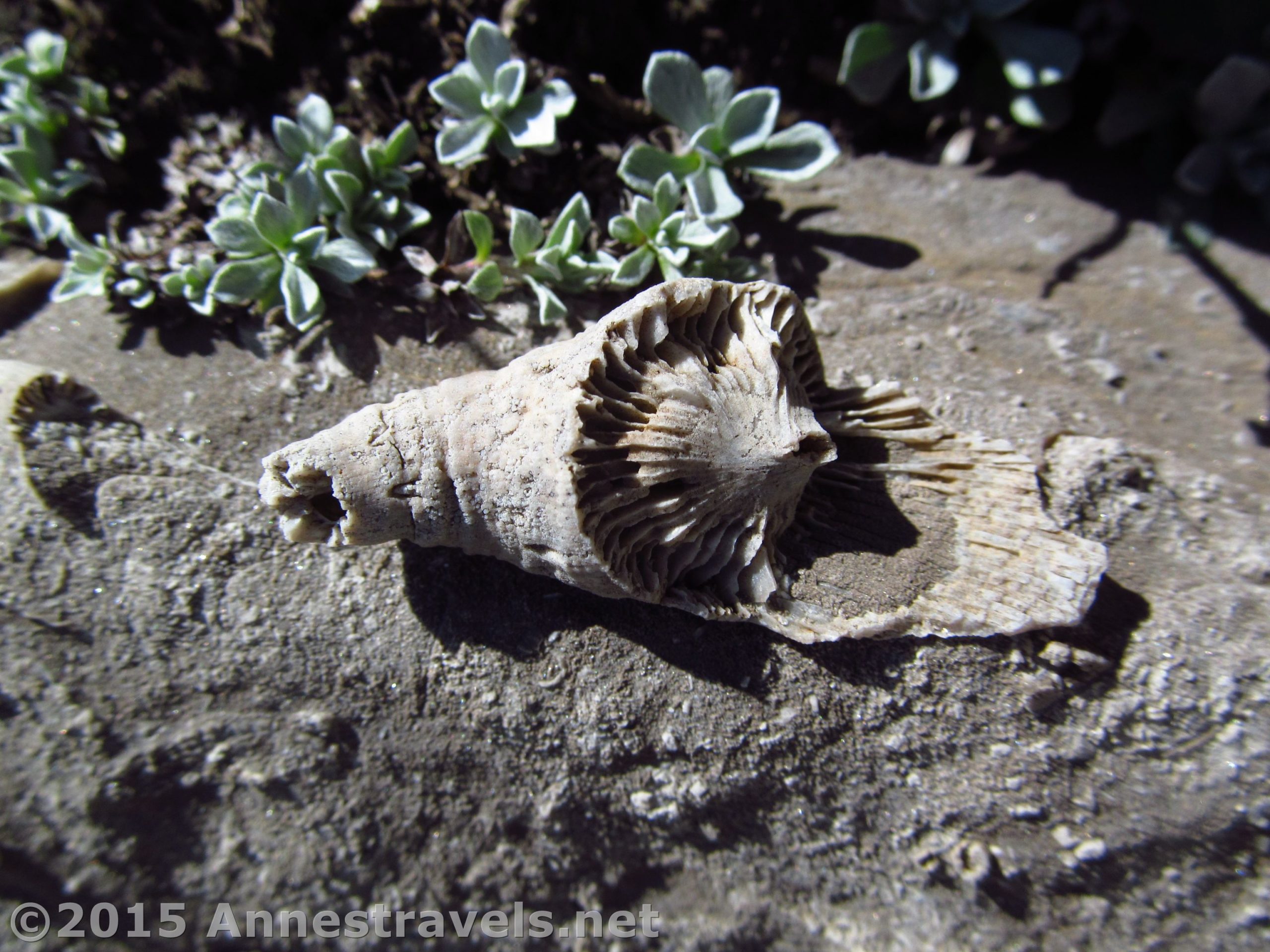 A fossil in Upper Darby Canyon, Jedidiah Smith Wilderness Area, Wyoming