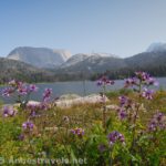 Wildflowers on the northern end of Big Sandy Lake, Wind River Range, Wyoming