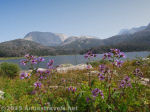 Wildflowers on the northern end of Big Sandy Lake, Wind River Range, Wyoming