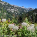 Wildflowers (perhaps some kind of Anemone?) along the Stairway to Heaven Trail, overlooking Alaska Basin, Jedidiah Smith Wilderness overlooking Grand Teton National Park, Wyoming