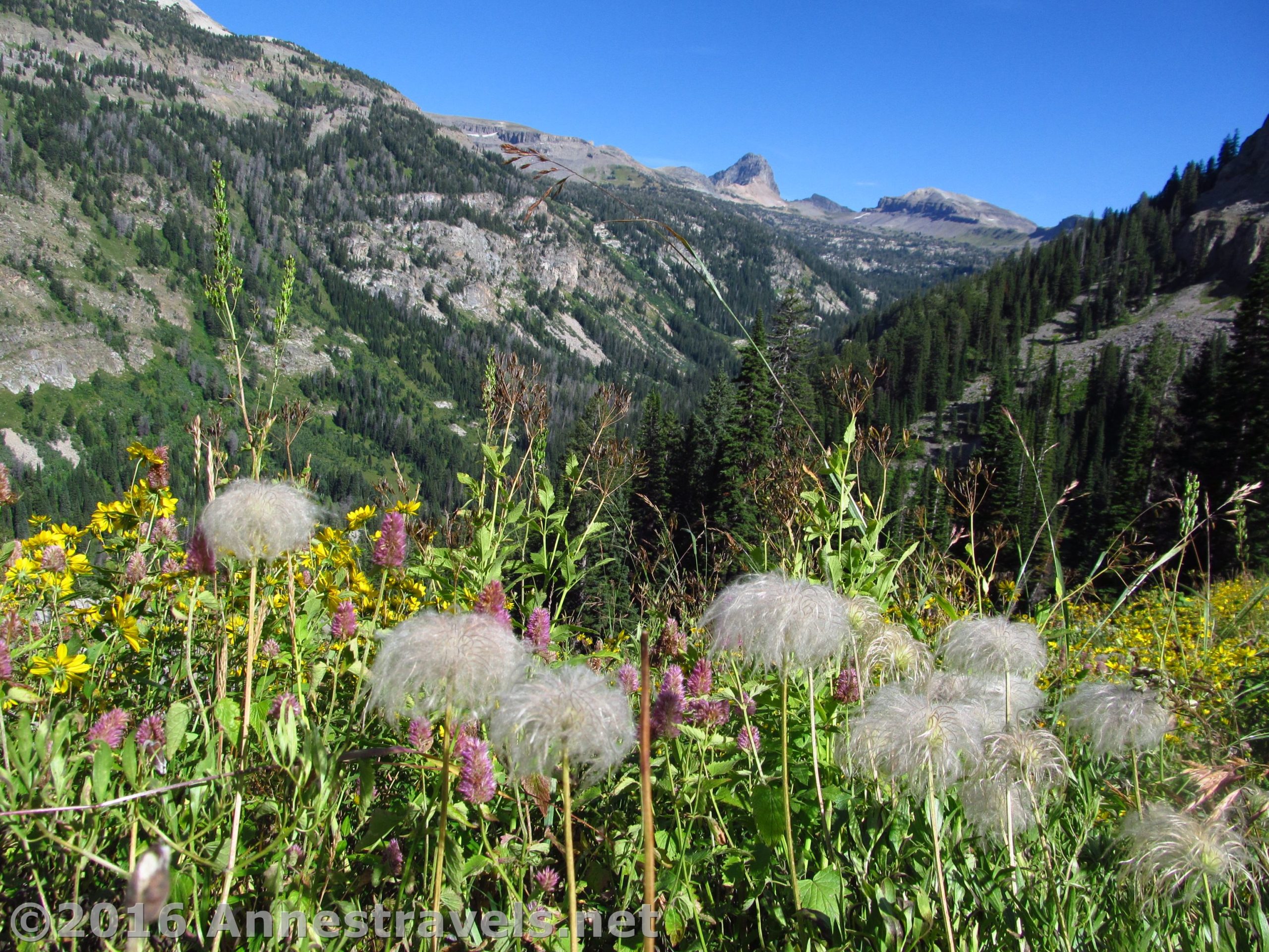 Wildflowers (perhaps some kind of Anemone?) along the Stairway to Heaven Trail, overlooking Alaska Basin, Jedidiah Smith Wilderness overlooking Grand Teton National Park, Wyoming