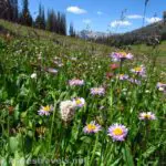 Wildflowers bloom in abudnance in Bonneville Pass, near Togwotee Pass, in Shoshone National Forest, Wyoming.