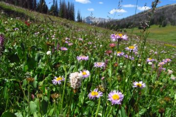 Return to Beautiful Bonneville Pass