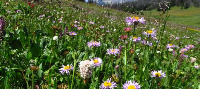 Return to Beautiful Bonneville Pass