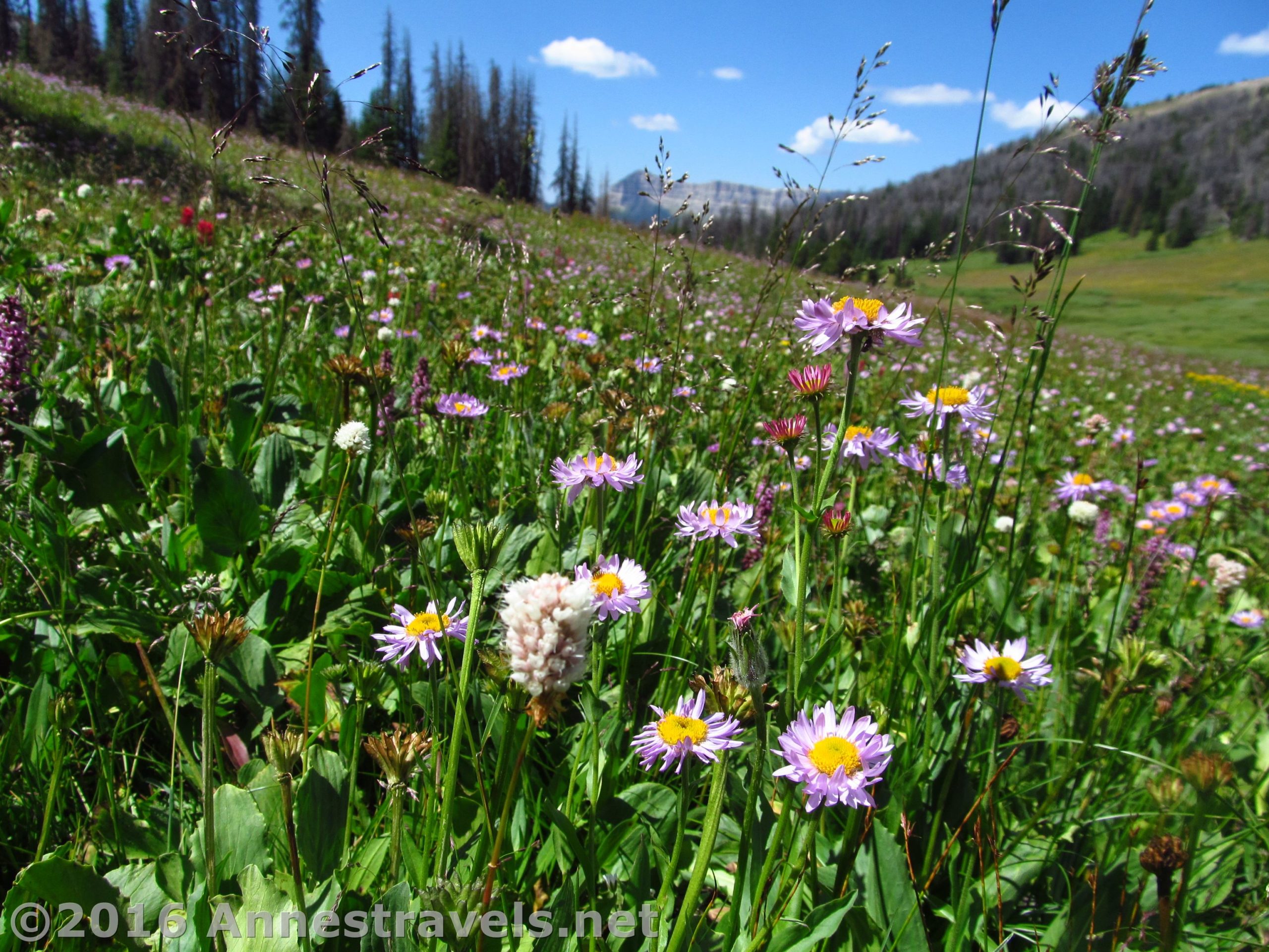 Wildflowers bloom in abudnance in Bonneville Pass, near Togwotee Pass, in Shoshone National Forest, Wyoming.