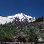 Two lupines bloom along an old, now unused, Jeep track below Butte 9000 high on the side of Mt. Shasta, Shasta-Trinity National Forest, California