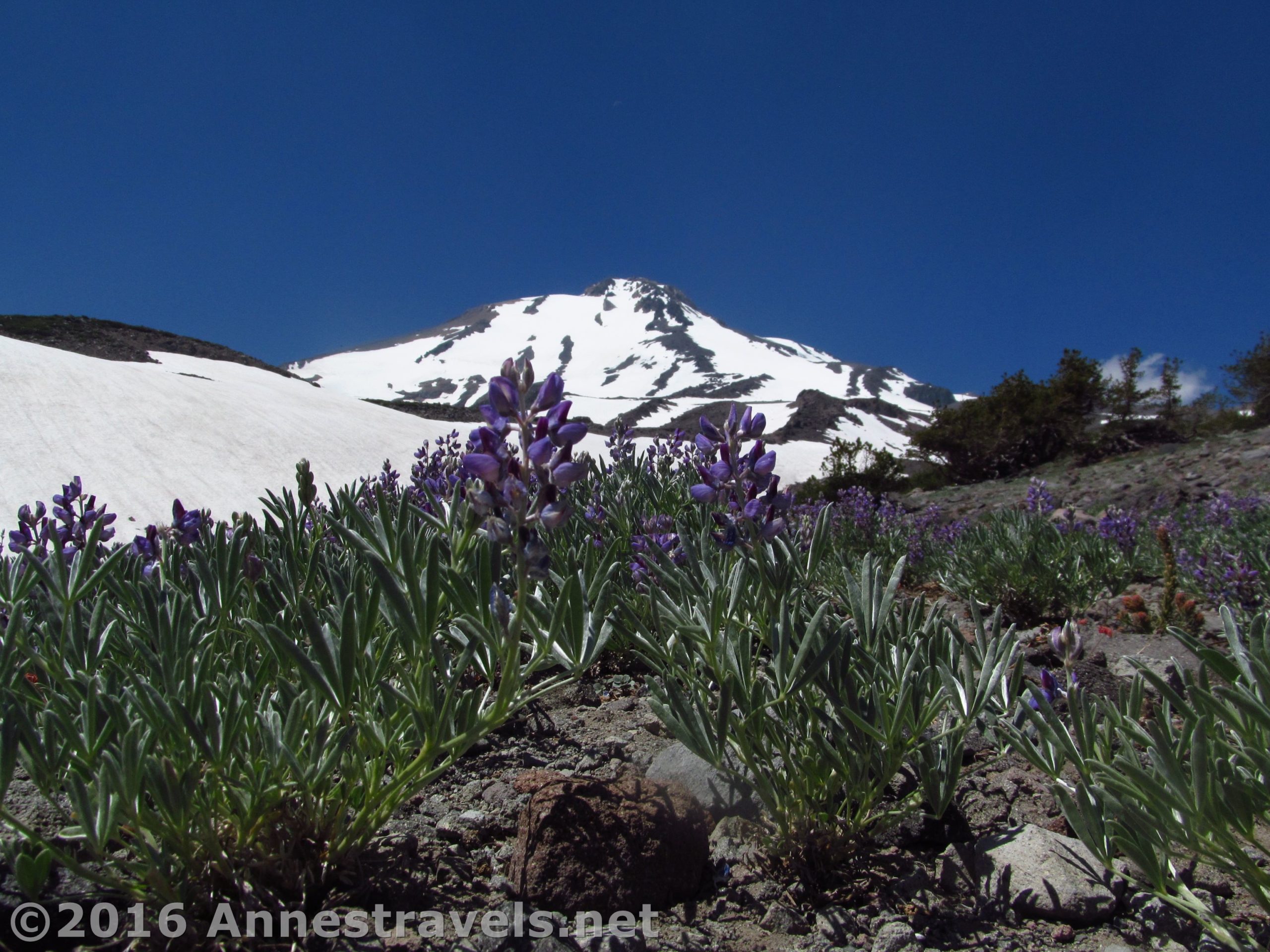 Two lupines bloom along an old, now unused, Jeep track below Butte 9000 high on the side of Mt. Shasta, Shasta-Trinity National Forest, California