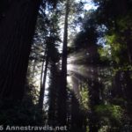 Early morning sunlight streams through the redwoods in the Lady Bird Johnson Grove at Redwood National Park, California