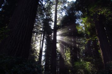 Early Morning at the Lady Bird Johnson Grove