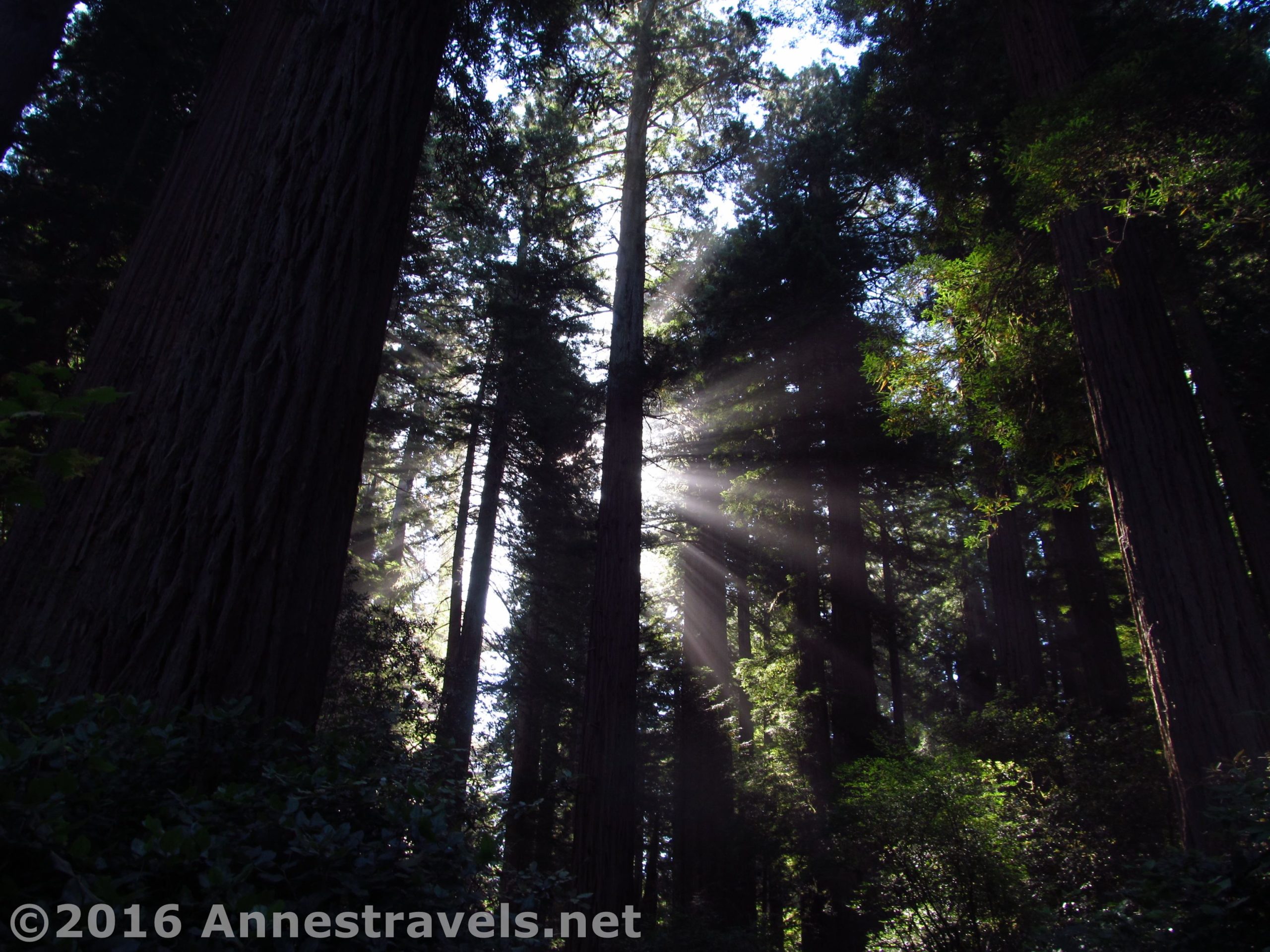 Early morning sunlight streams through the redwoods in the Lady Bird Johnson Grove at Redwood National Park, California