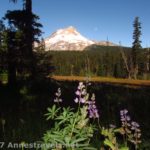 Lupines and Mt. Hood from Elk Meadows, Mount Hood National Forest, Oregon