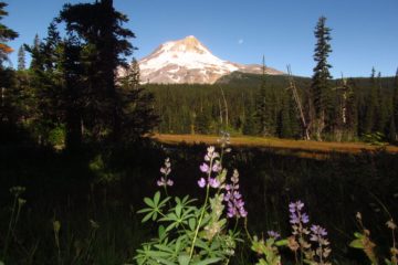 Elk Meadows and Views of Mt. Hood (Or Gnarl Ridge, Part 1)