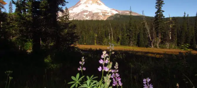 Elk Meadows and Views of Mt. Hood (Or Gnarl Ridge, Part 1)