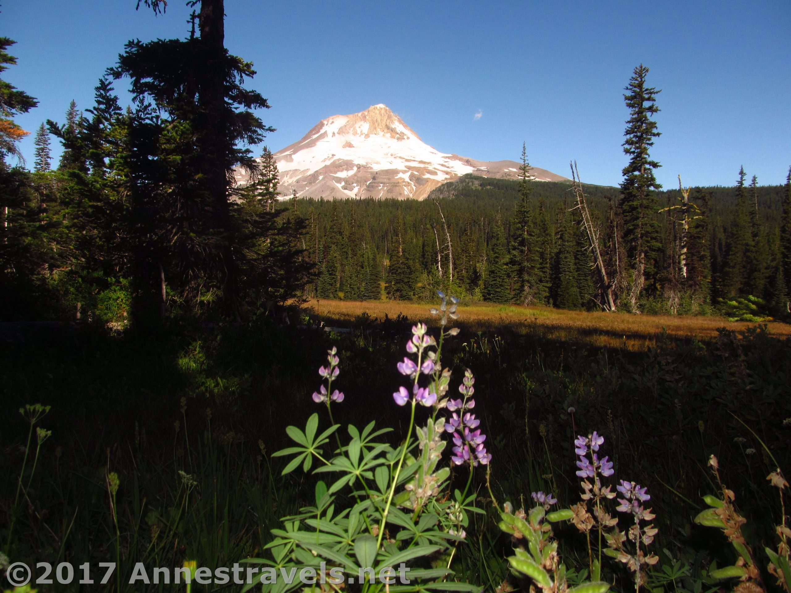 Lupines and Mt. Hood from Elk Meadows, Mount Hood National Forest, Oregon