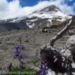 Mt. Hood from the lower reaches of Gnarl Ridge in Mount Hood National Forest, Oregon