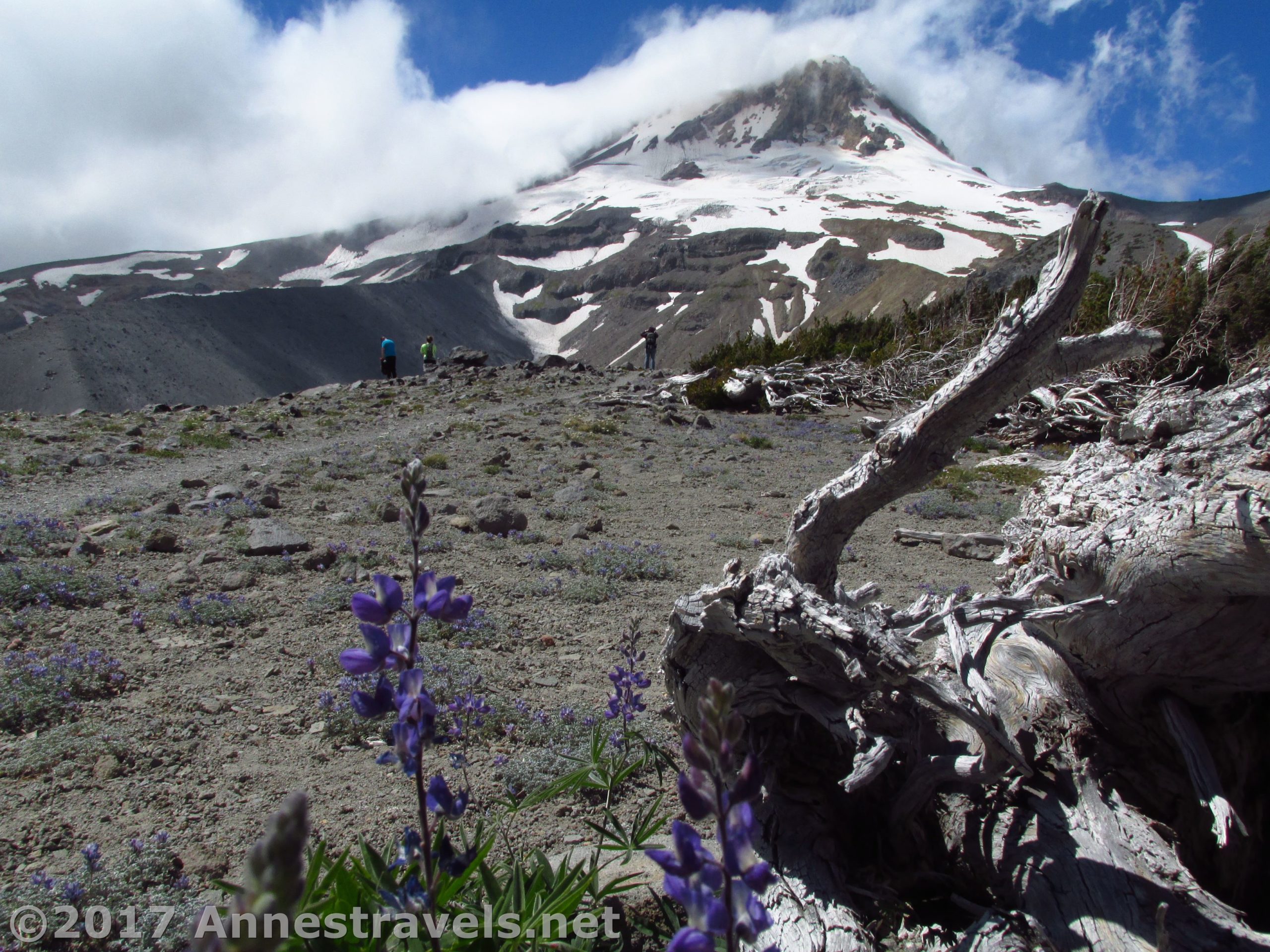 Mt. Hood from the lower reaches of Gnarl Ridge in Mount Hood National Forest, Oregon
