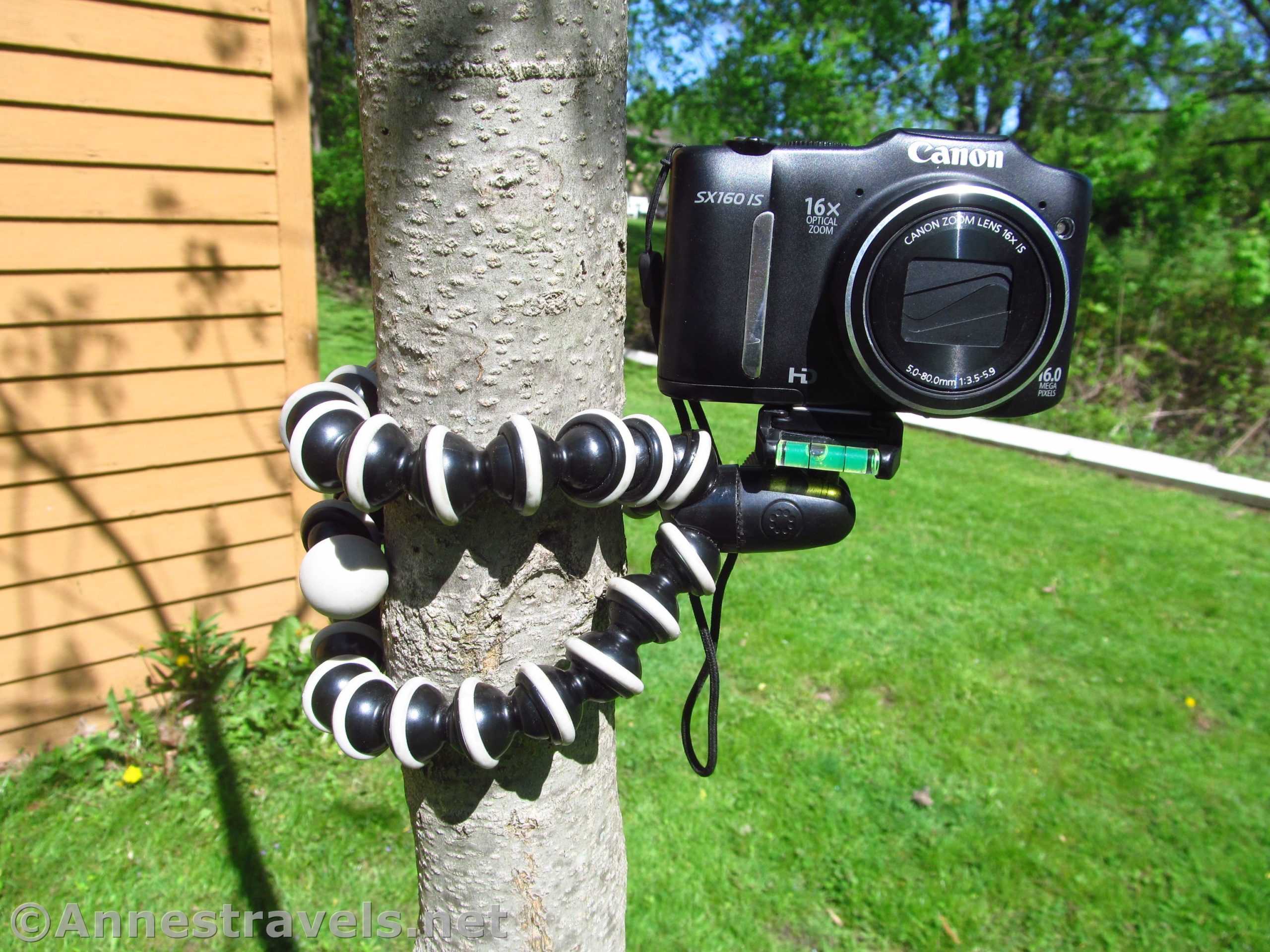 GorillaPod Hybrid Tripod, set up on a small tree.
