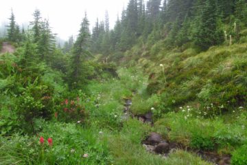 Hiking a Misty Mazama Trail to McNeil Point