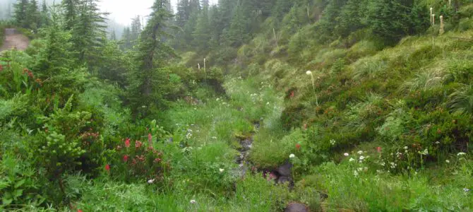 Hiking a Misty Mazama Trail to McNeil Point