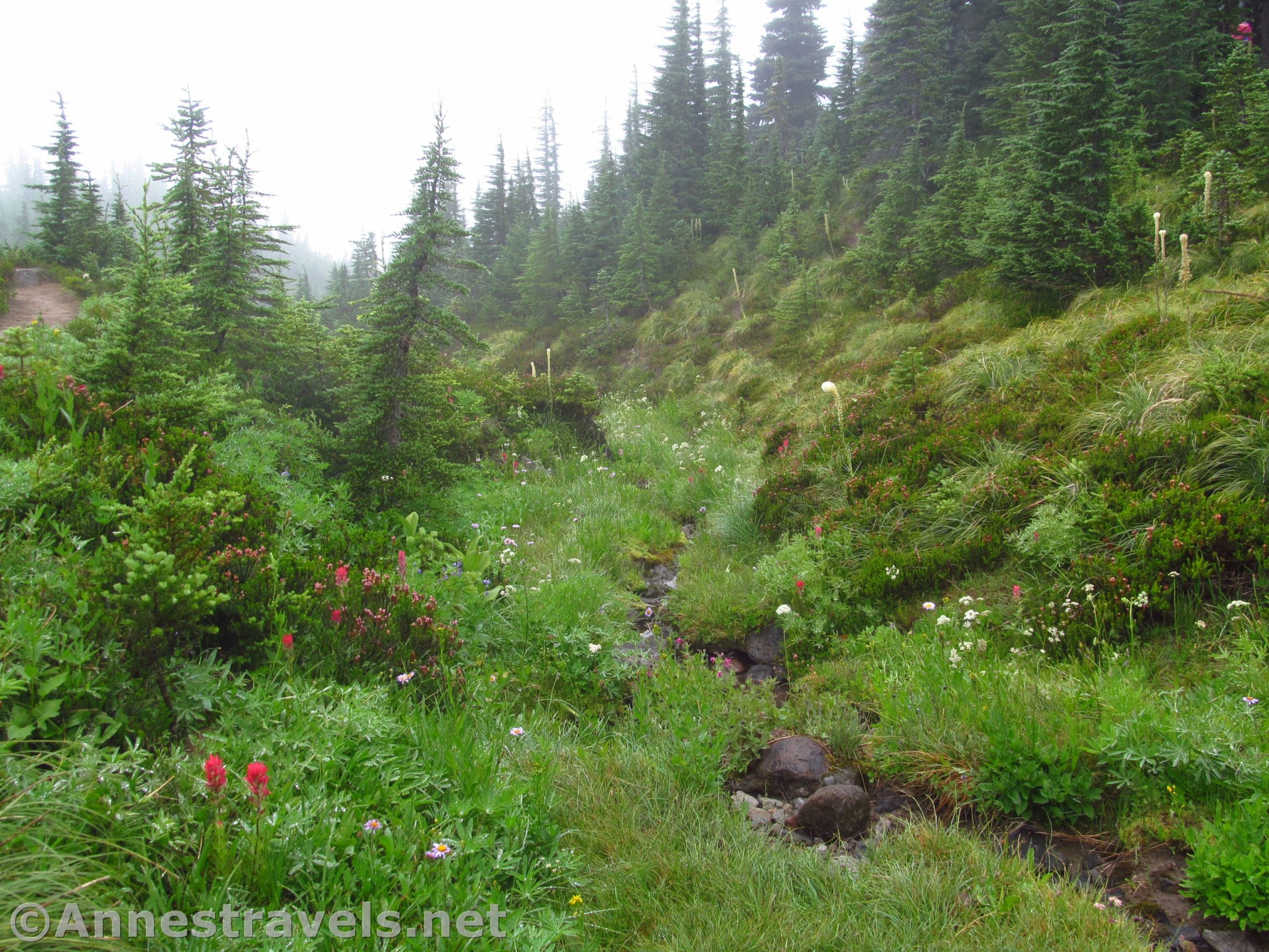 A little stream tumbles down through the meadows along the Timberline Trail en route to McNeil Point, Mt. Hood National Forest, Oregon