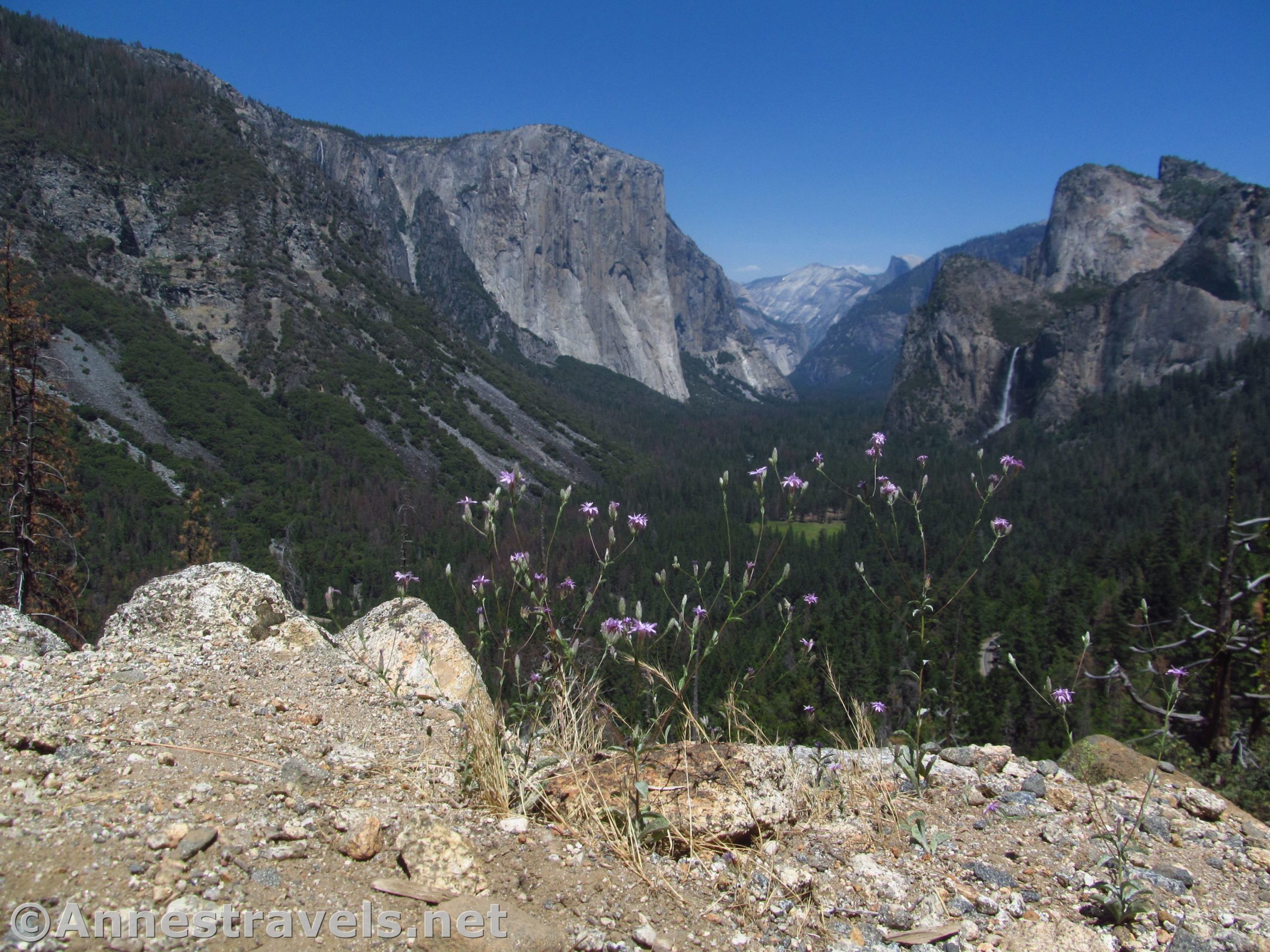 Little wildflowers at Artist Point along the Old Carriage Road in Yosemite National Park, California