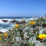 California Poppies on the coastline north of Glass Beach, California