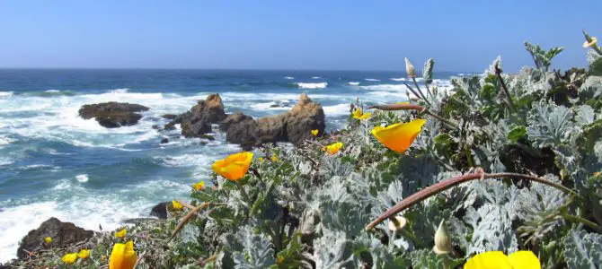 Rustic Trail North from Glass Beach – Beautiful!