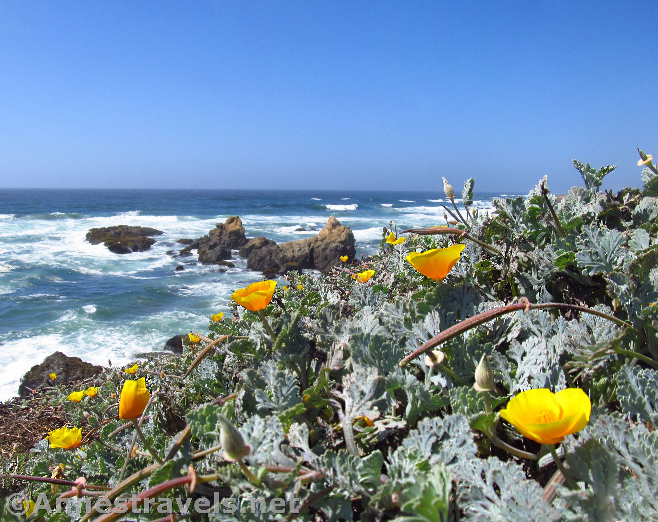 Rustic Trail North from Glass Beach – Beautiful! Rustic Trail North from Glass Beach – Beautiful!