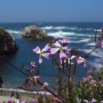 A wild radish blooms on the clifftop south of Glass Beach, California