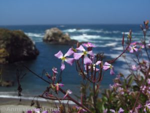 A wild radish blooms on the clifftop south of Glass Beach, California