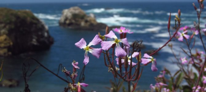 The “Hard” Trail from Glass Beach