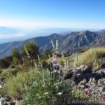 Lupines Bloom along the Telescope Peak Trail below Rogers Peak, Death Valley National Park, California