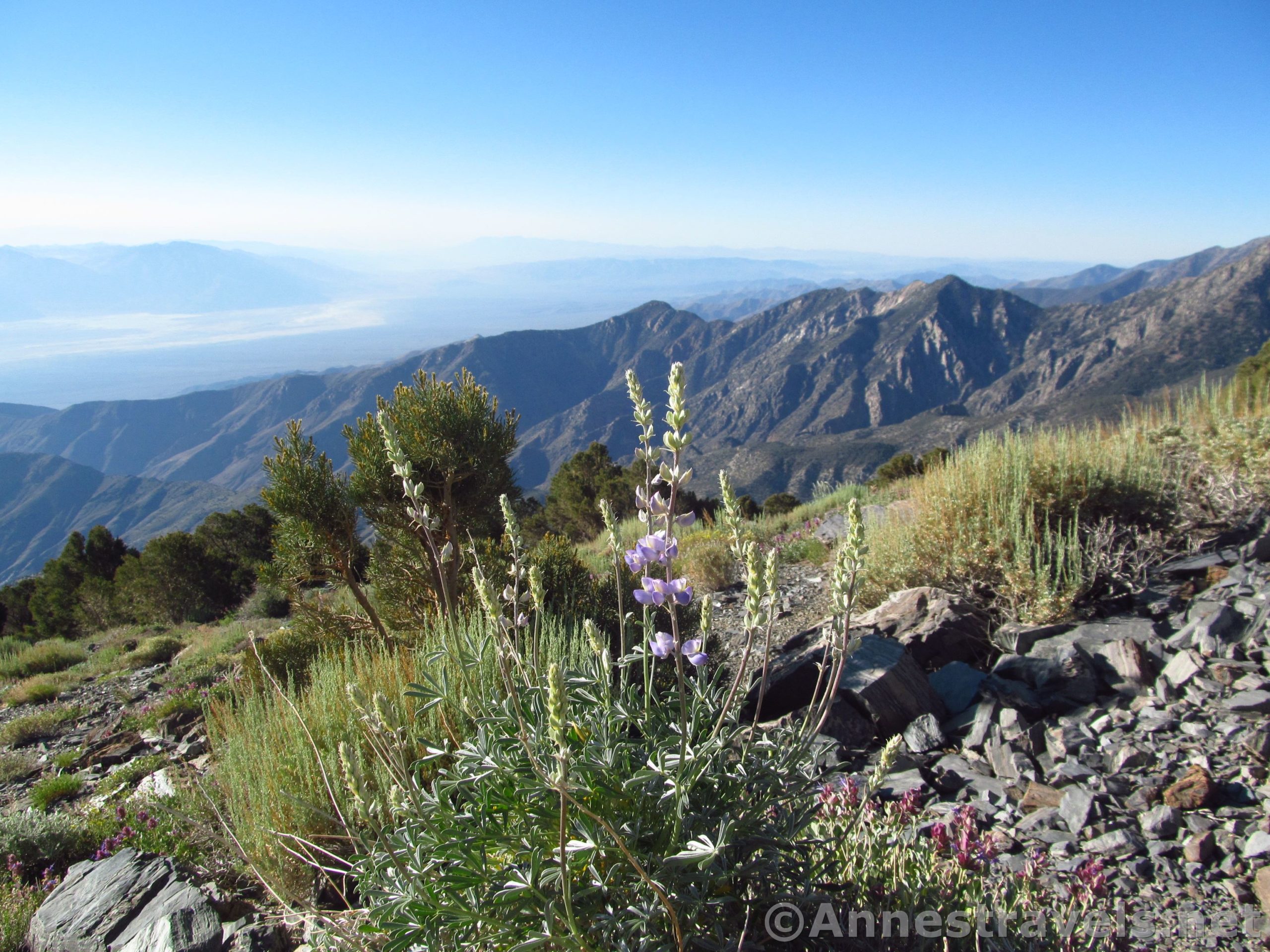 Lupines Bloom along the Telescope Peak Trail below Rogers Peak, Death Valley National Park, California