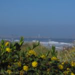 Wildflowers in Manchester Beach State Park overlooking the Point Arena Lighthouse, California