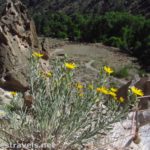 Flowers above and below the pueblos along the Main Loop in Bandelier National Monument, New Mexico