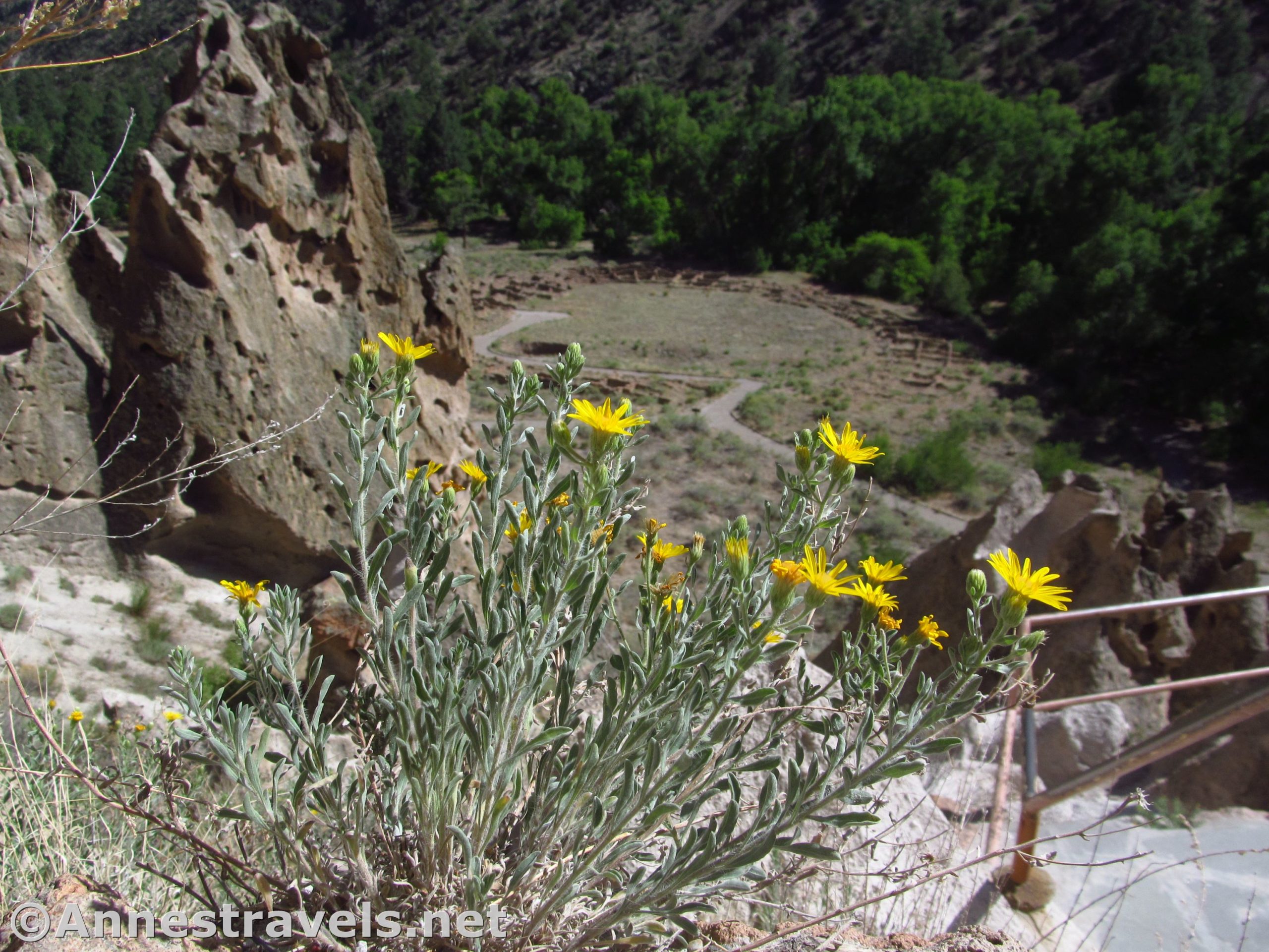 Flowers above and below the pueblos along the Main Loop in Bandelier National Monument, New Mexico