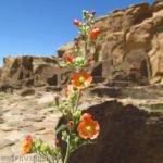 A Globemallow Flower in Pueblo Bonito, Chaco Culture National Historic Park, New Mexico